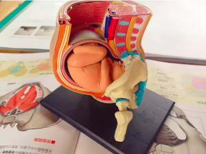 妊婦の解剖学的な模型